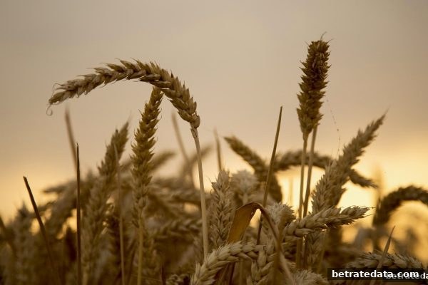 博彩公司信誉评级揭秘：线上扑克厅存款红包从入门到精通